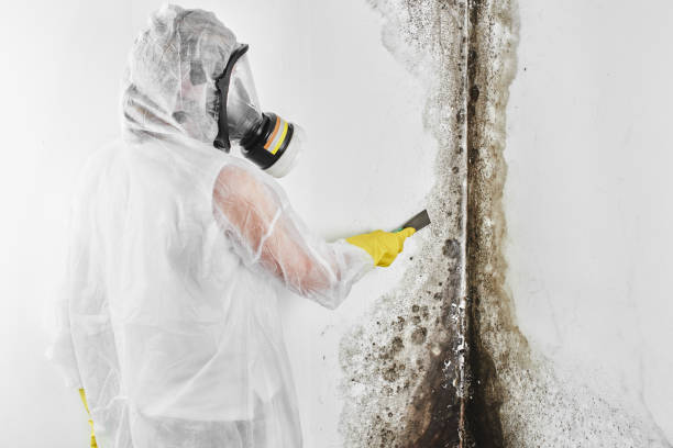 Best Attic Mold Removal  in Buffalo, MN