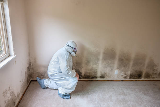 Best Emergency Mold Removal  in Buffalo, MN