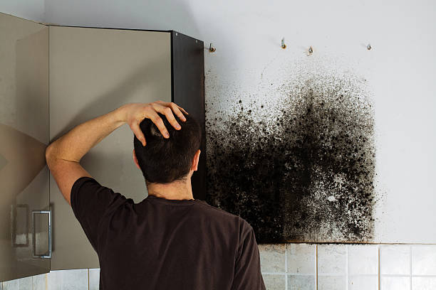 Best Mold Removal Company Near Me  in Buffalo, MN